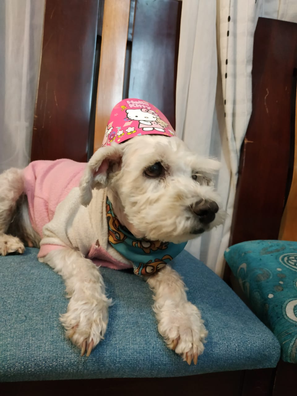 MAIA - La Fe Mascotas
