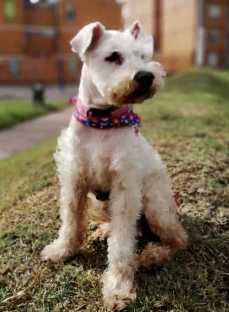 MAIA - La Fe Mascotas